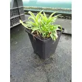 GRDplanten 6x Klokje - Campanula pers. 'Blue' | 9x9 cm pot