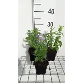 GRDplanten 6x Pycnanthemum - Pycnanthemum pilosum | 9x9 cm pot