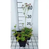 GRDplanten 6x Zeeuws knoopje - Astrantia maj. 'Florence' | 9x9 cm pot