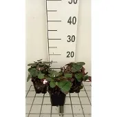 GRDplanten 6x Alpenviooltje - Cyclamen coum 'Album' | 9x9 cm pot