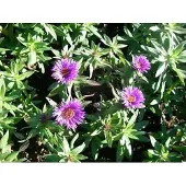 GRDplanten 6x Aster - Aster n.a. 'Purple Dome' | 9x9 cm pot