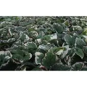 GRDplanten 6x Kaukasische vergeet-mij-nietje - Brunnera macr. 'Variegata' | 9x9 cm pot