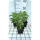 GRDplanten 6x Guldenroede - Solidago hybr. 'Golden Dwarf' | 9x9 cm pot