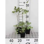 GRDplanten 6x Ruit - Thalictrum rochebrunianum | 9x9 cm pot