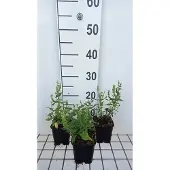 GRDplanten 6x Struiksalie - Salvia nem. 'Sensation Medium White' | 9x9 cm pot