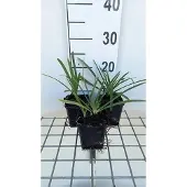 GRDplanten 6x Afrikaanse lelie - Agapanthus 'Lilliput' | 9x9 cm pot