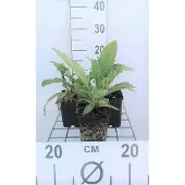 GRDplanten 6x Kogeldistel - Echinops ritro | 9x9 cm pot