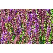GRDplanten 6x Salie - Salvia sylv. 'Dear Anja' | 9x9 cm pot