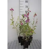 GRDplanten 6x Vingerhoedskruid - Digitalis purp. Gloxiniiflora' | 9x9 cm pot