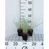 GRDplanten 6x Zachte haver - Helictotrichon sempervirens | 9x9 cm pot