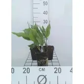 GRDplanten 6x Meiklokje - Convallaria majalis | 9x9 cm pot