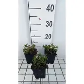 GRDplanten 6x Scheefkelk - Iberis semp. 'Appen Etz' | 9x9 cm pot