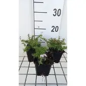 GRDplanten 6x Vlambloem - Phlox (s) 'Kimono Pink White' | 9x9 cm pot