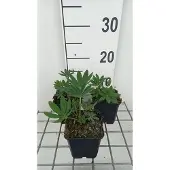 GRDplanten 6x Lupine - Lupinus hybr. 'Chandelier' ( 'kronleuchter') | 9x9 cm pot