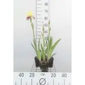 GRDplanten 6x Baardiris - Iris (germ.) 'Nibelungen' | 9x9 cm pot