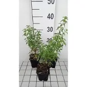 GRDplanten 6x Bellenplant - Fuchsia magell. 'Alba' ( 'molinae') | 9x9 cm pot