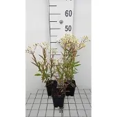 GRDplanten 6x Aster - Aster umbellatus 'Weisser Schirm' | 9x9 cm pot