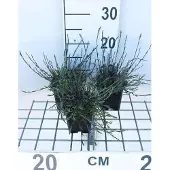 GRDplanten 6x Steenanjer - Dianthus delt. 'Splendens' | 9x9 cm pot