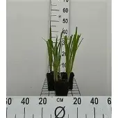 GRDplanten 6x Iris - Iris ensata ( kaempferi) | 9x9 cm pot
