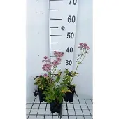 GRDplanten 6x Zeeuws knoopje - Astrantia maj. 'Pink Pride' | 9x9 cm pot