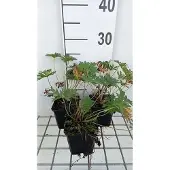 GRDplanten 6x Ooievaarsbek - Geranium prat. 'Mrs. Kendall Clark' | 9x9 cm pot
