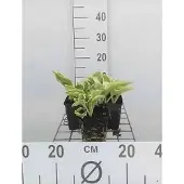 GRDplanten 6x Funkia - Hosta hybr. 'Wide Brim' | 9x9 cm pot