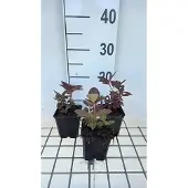 GRDplanten 6x Wederik - Lysimachia cil. 'Firecracker' | 9x9 cm pot