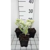 GRDplanten 6x Vetkruid - Sedum hybr. 'Frosty Morn' | 9x9 cm pot