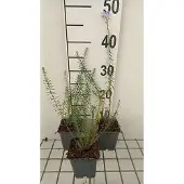 GRDplanten 6x Linum - Linum perenne | 9x9 cm pot