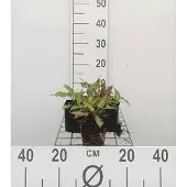 GRDplanten 6x Duizenknoop - Persicaria ampl. 'Orange Field' | 9x9 cm pot