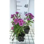 GRDplanten 6x Aster - Aster dum. 'Starlight' | 9x9 cm pot