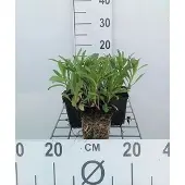 GRDplanten 6x Margriet - Leucanthemum (s) 'Silberprinzesschen' | 9x9 cm pot