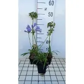 GRDplanten 6x Afrikaanse lelie - Agapanthus hybr. 'Charlotte' | 9x9 cm pot