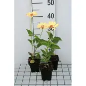 GRDplanten 6x Heliopsis - Heliopsis hel. 'Venus' | 9x9 cm pot
