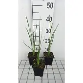 GRDplanten 6x Dierama - Dierama pulcherrimum 'Album' | 9x9 cm pot