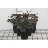 GRDplanten 6x Purperklokje - Heuchera mic. 'Palace Purple' | 9x9 cm pot