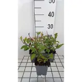 GRDplanten 6x Phygelius - Phygelius rect. 'African Queen' | 9x9 cm pot