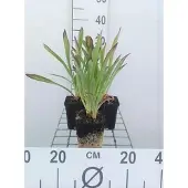 GRDplanten 6x Zonnekruid - Helenium hoopesii | 9x9 cm pot