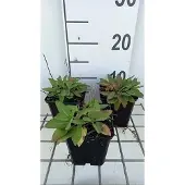 GRDplanten 6x Struiksalie - Salvia nem. 'Sensation deep Blue' | 9x9 cm pot