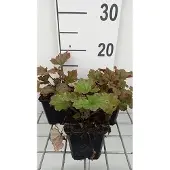 GRDplanten 6x Mijterloof - Tellima grand. 'Rubra' | 9x9 cm pot