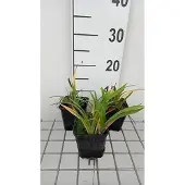 GRDplanten 6x Daglelie - Hemerocallis hybr. 'Little Grapette' | 9x9 cm pot
