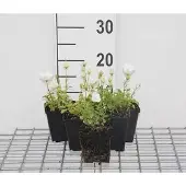 GRDplanten 6x Klokje - Campanula carp. 'Weisse Clips' | 9x9 cm pot