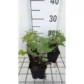 GRDplanten 6x Struiksalie - Salvia nem, 'Rose Marvel' | 9x9 cm pot