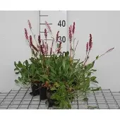 GRDplanten 6x Duizenknoop - Persicaria aff. 'Darjeeling Red' | 9x9 cm pot