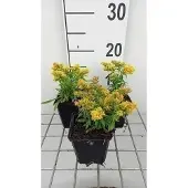 GRDplanten 6x Guldenroede - Solidago 'Laurin' | 9x9 cm pot