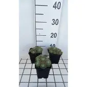 GRDplanten 6x Huislook - Sempervivum hybr. 'Sprite' | 9x9 cm pot