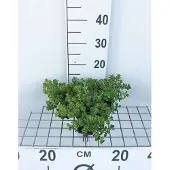 GRDplanten 6x Sedum spur. 'Album Superbum'