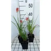 GRDplanten 6x Vuurpijl - Kniphofia hybr. 'Vincent Lepage' | 9x9 cm pot