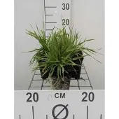 GRDplanten 6 x Briza media - Herz Zittergras - pot van 9x9 cm