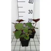 GRDplanten 6x Grijsaard - Ligularia dent. 'Midnight Lady' | 9x9 cm pot